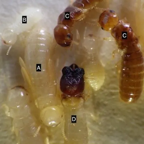 thumbnail for publication: West Indian Drywood Termite Cryptotermes brevis (Walker) (Insecta: Isoptera: Kalotermitidae)